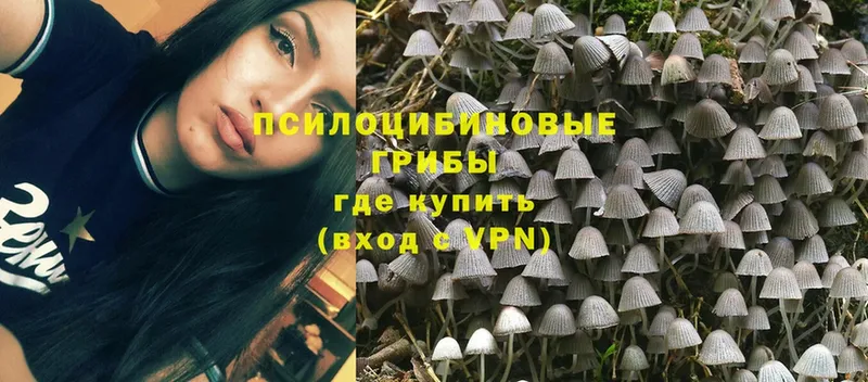 наркота  Дмитров  blacksprut рабочий сайт  Галлюциногенные грибы Psilocybe 